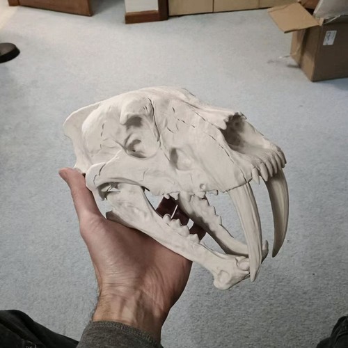Teschio tigre dai denti - teschio,