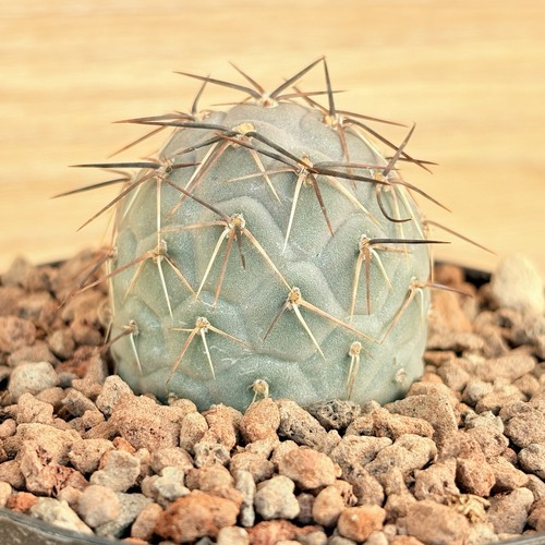 Tephrocactus alexanderi var