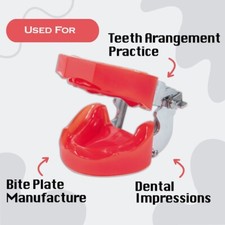 Dental Typodont Edentulous