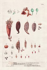 Cardamomo Fiore Semi Spezie