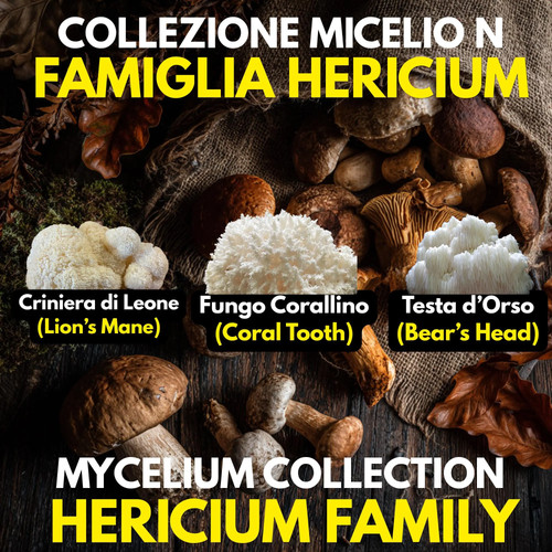 Hericium collection colture - hericium,