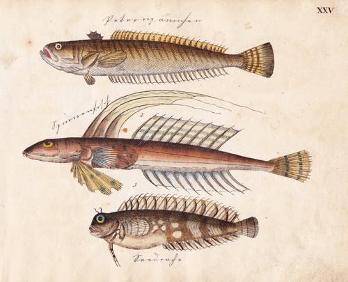 Petermännchen weever fish