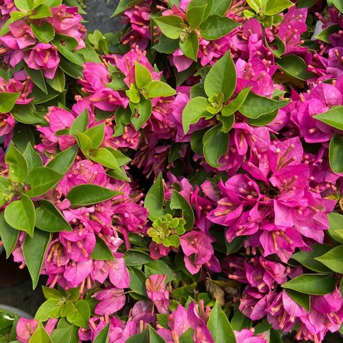 Pianta bougainvillea - di,