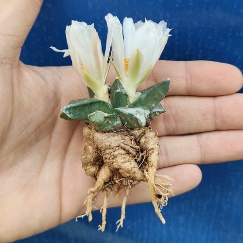 Ariocarpus retusus 040 5 - ariocarpus, gm