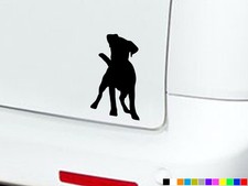 JACK RUSSELL TERRIER CANE