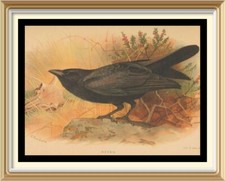 Wildlife Bird Art stampa scozzese THORBURN studio del corvo nero