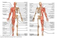 ANATOMIA UMANA CORPO/OSSA