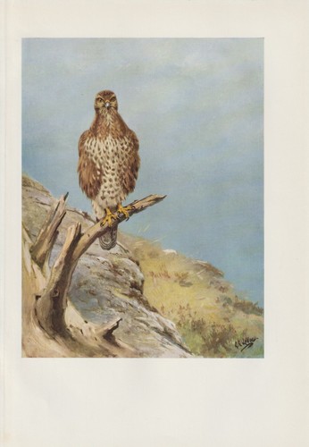 Poiana comune stampa - (buteo,