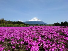 Puzzle 500 pezzi Monte Fuji e