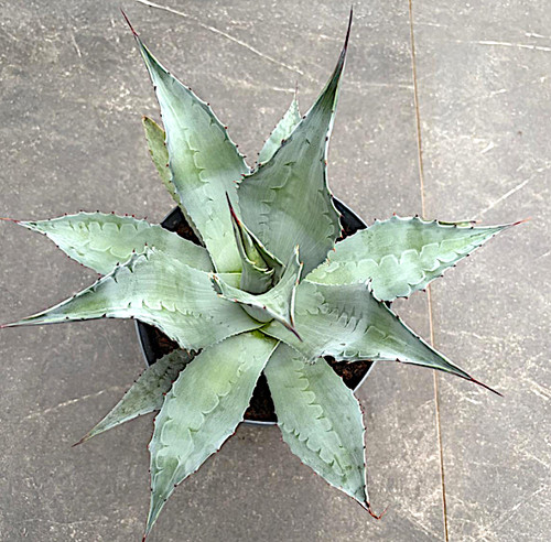 Agave ovatifolia 40 - ovatifolia,