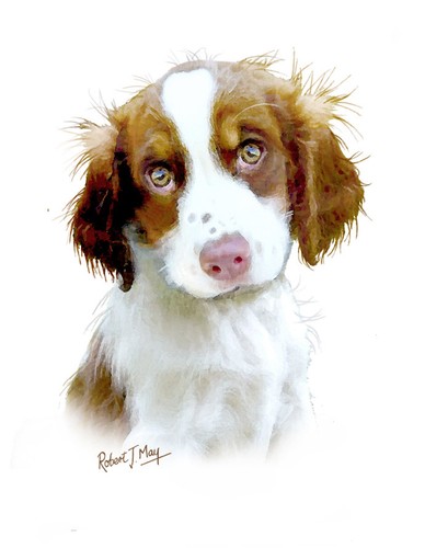English springer spaniel pup - english,