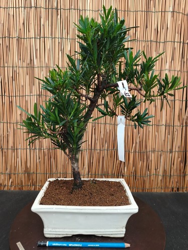 Bonsai podocarpo 43cm - h,