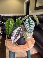 Lot of Three (3) Different
