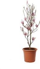 Magnolia × Soulangeana -