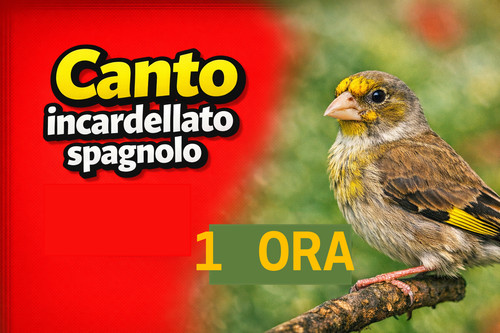 Canto incardellato spagnolo - canto,