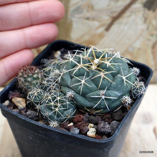 Coryphantha bumamma vaso - 7, cm