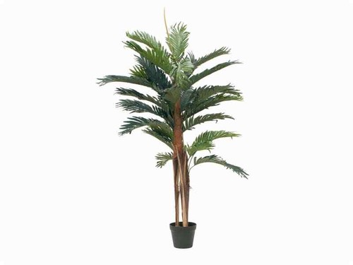 Europalms kentia palma pianta - kentia,