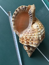 Conchiglia tritonis charonia - conchiglia,