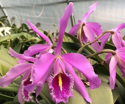 Cattleya maxima