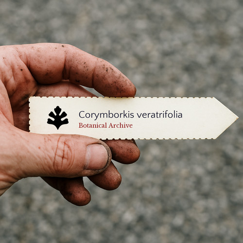 Corymborkis veratrifolia - , |