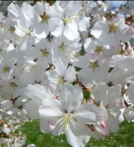Prunus serrulata rebecca - rebecca, da