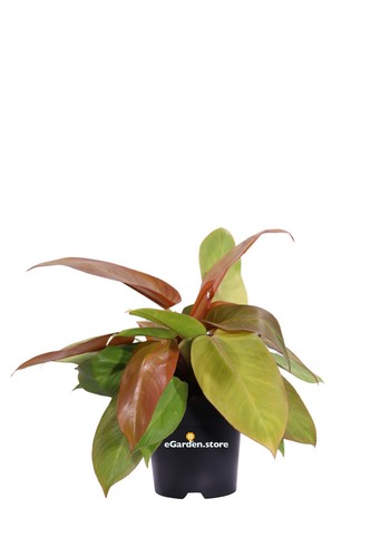 Pianta filodendro - pianta,