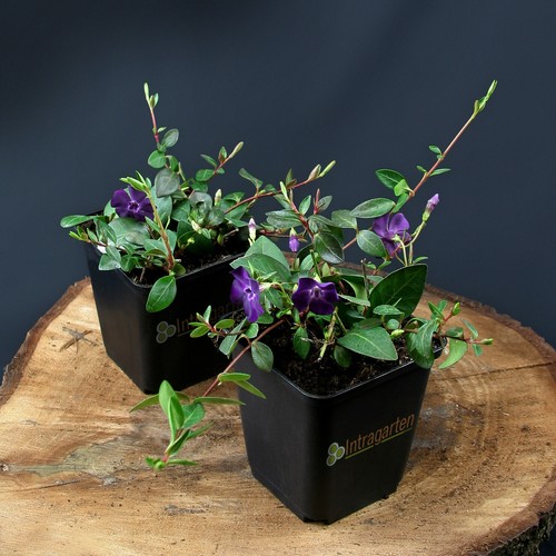 Vinca minor atropurperea - vinca,