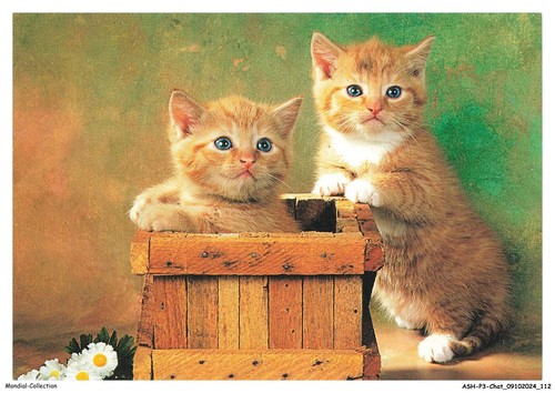 Ashp3 0194 gatto due gattini - ashp3-0194-gatto,