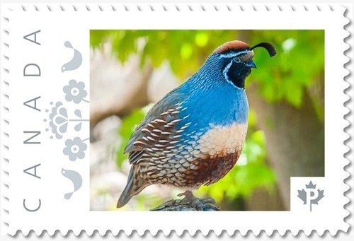 Gambel quail exotic - exotic, bird