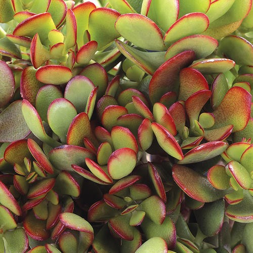 Pianta crassula ovata - pianta, vaso