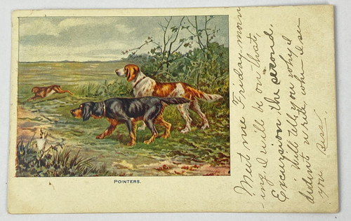 Puntatore cani caccia - cani,
