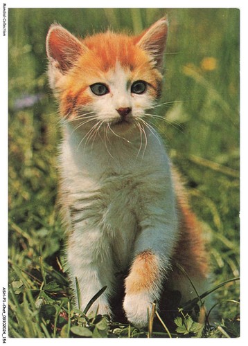 Ashp1 0078 gatto gattino di - ashp1-0078-gatto,