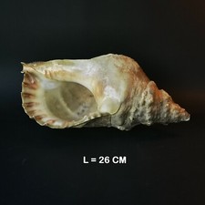 Conchiglia charonia tritonis - conchiglia,