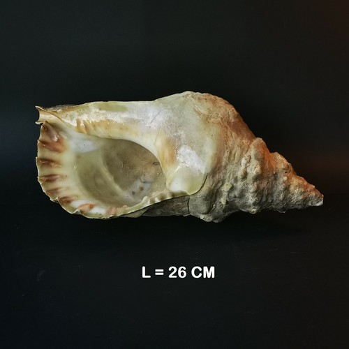 Conchiglia charonia tritonis - charonia,