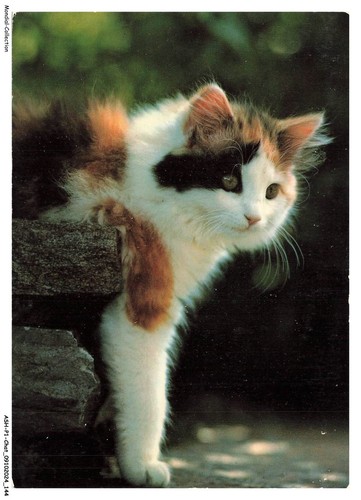 Ashp1 0073 gatto - -, un