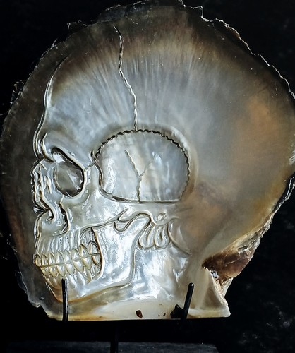 Scultura teschio conchiglia