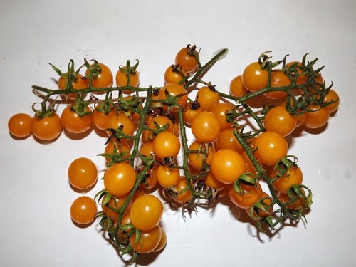 Pomodoro golden currant - golden, 5+