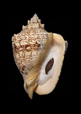 SHELL CONCHIGLIA VOLUTA EBRAEA