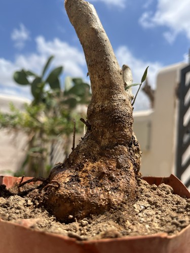 Bonsai olivastro pianta - bonsai,
