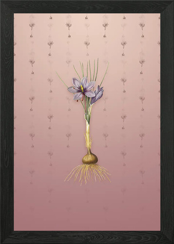 Quadro vintage crocus sativus - quadro,