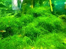 PORZIONE 15X15 MUSCHIO DI GIAVA (JAVA MOSS)
