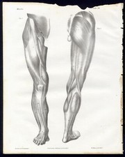 MUSCOLI , LOTTO DI 10 BELLE  LITOGRAFIE ANATOMICHE 1840 ca.