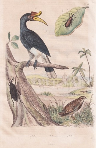 Quaglia coturnix uccello - quaglia,
