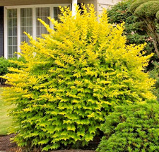 LIGUSTRUM JAPONICUM VICARYI _