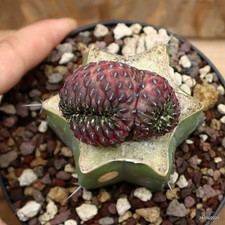 Sulcorebutia rauschii crestata