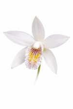 1000 semi bletilla - semi, striata
