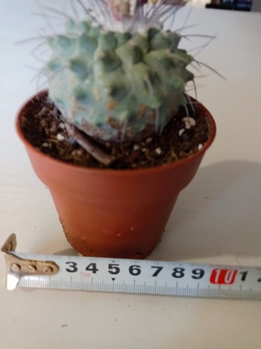 Strombocactus corregidorae - strombocactus,