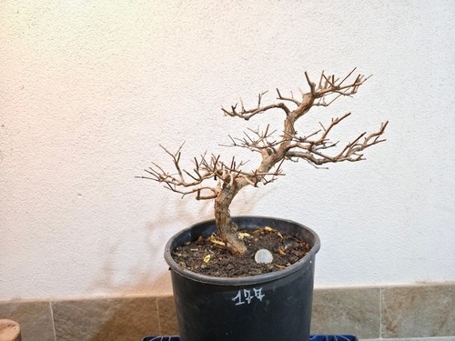 Bonsai prebonsai melograno - bonsai,