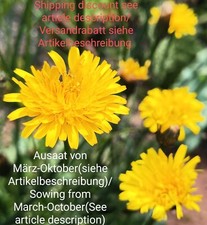 Maialino, Hypochaeris radicata, falso tarassaco, 50 semi, semi, commestibile, commestibile