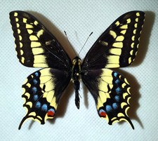 Papilio ibrido [Papilio